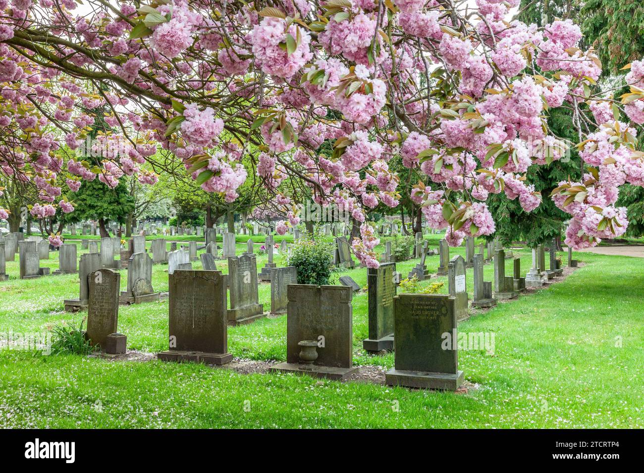 Twickenham Cemetery during the spring flowering of its trees. Stock Photo