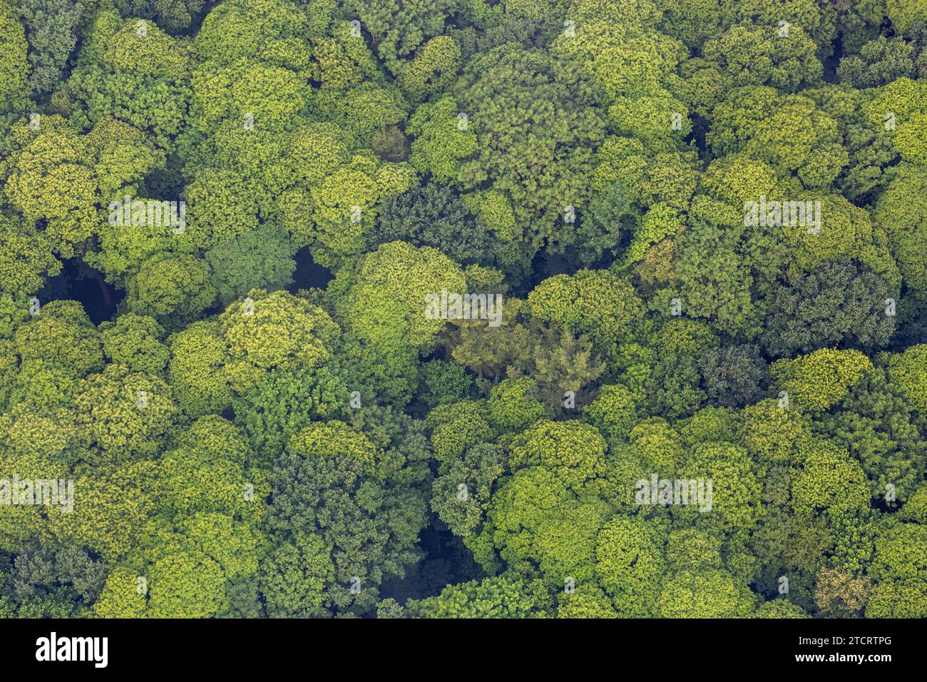 Aerial view of the canopy of a deciduous forest. Stock Photo