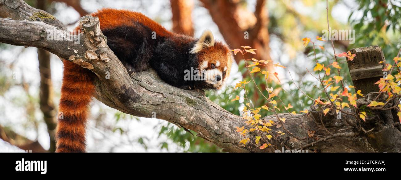Cute red panda living in a zoo in Japan with tree branch, wooden house and grass ground. Stock Photo