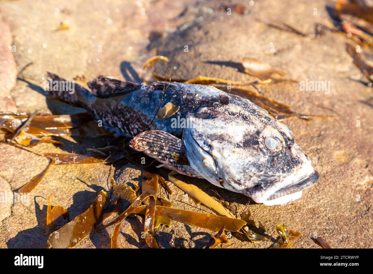 Dead fish washed up on a Fife beach after storm storm babet Stock Photo