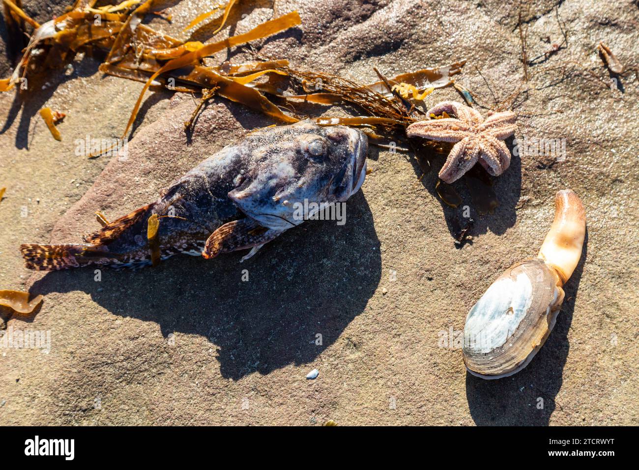 a dead fish and starfish washed up storm babet Stock Photo