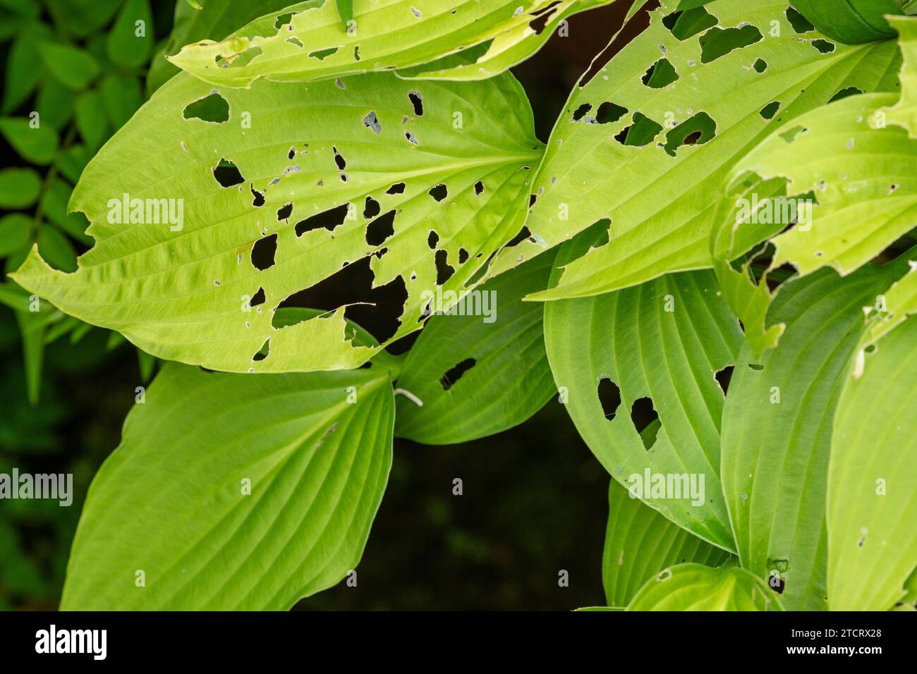 Hosta leaves damaged by snails Stock Photo