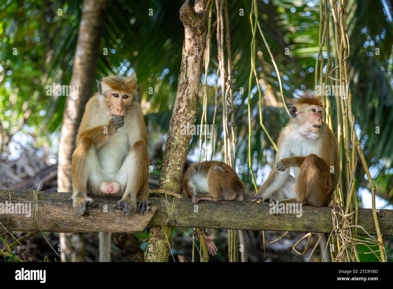 Mirissa, Sri Lanka - December 13, 2023: Monkey family Toque-Makak Macaca sinica on a tree trunk in Sri Lanka. Old world monkey in natural environment *** Affenfamilie Toque-Makak Macaca sinica auf einem Baumstamm in Sri Lanka. Altweltaffe in natürlicher Umgebung Stock Photo