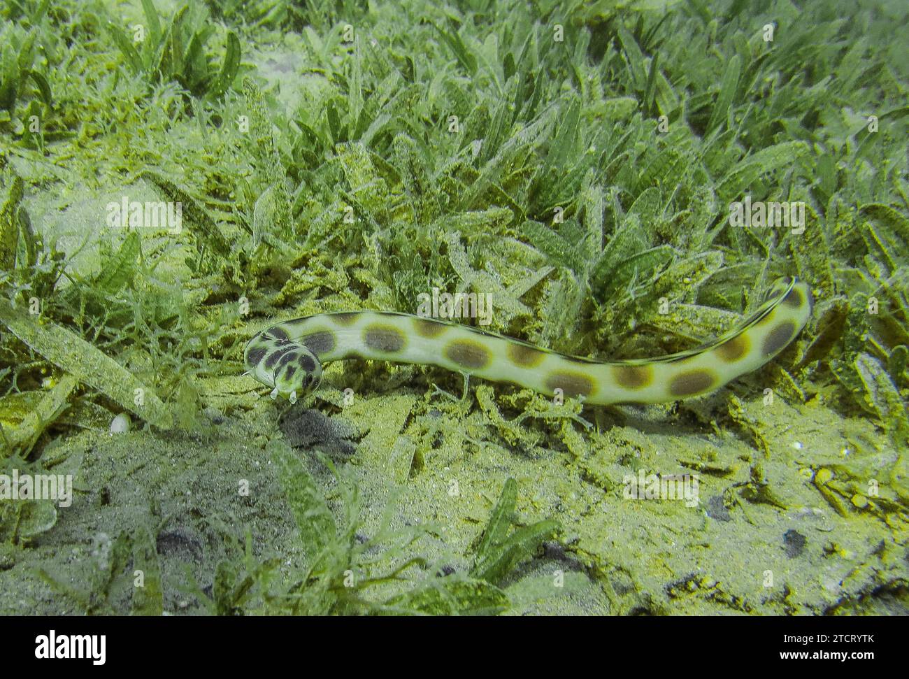 Myrichthys maculosus egypt hires stock photography and images Alamy