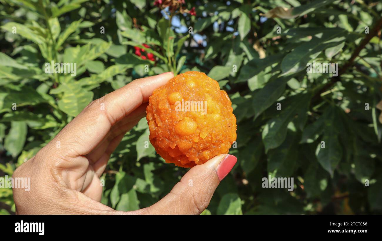 Indian sweet boondi laddu or Motichoor laddoo made of gram flour, Sweet ...