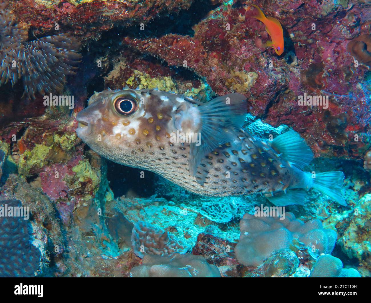 GelbfleckenIgelfisch Cyclichthys spilostylus, UnterwasserFoto