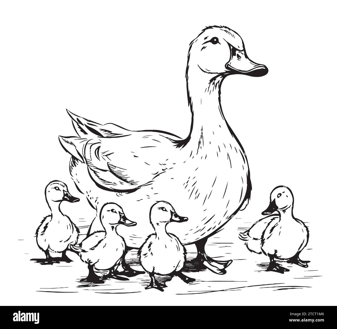 Duck And Ducklings Hand Drawing Sketch Engraving Illustration Style Duck And Ducklings Hand Drawing Sketch Engraving Illustration Style Vector Illustration 2TCT1M6