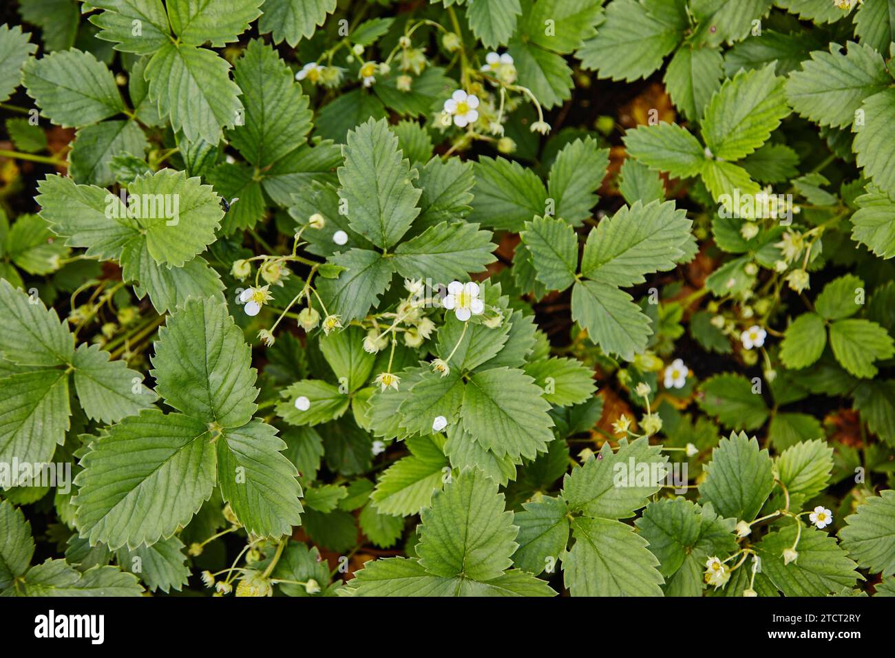 Strawberry plant stolons hi-res stock photography and images - Alamy
