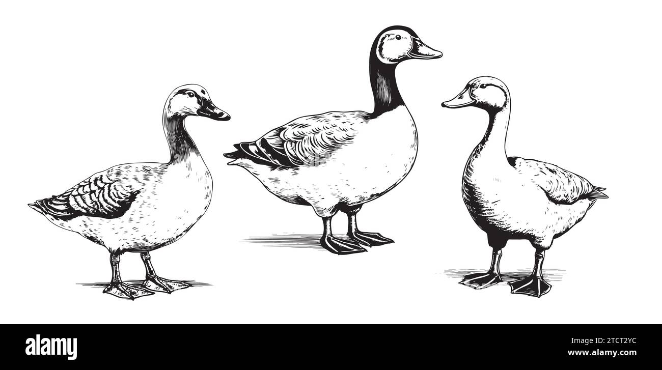 Wild duck vector set. flying birds Black outline on white background. Hand drawn sketch Stock Vector
