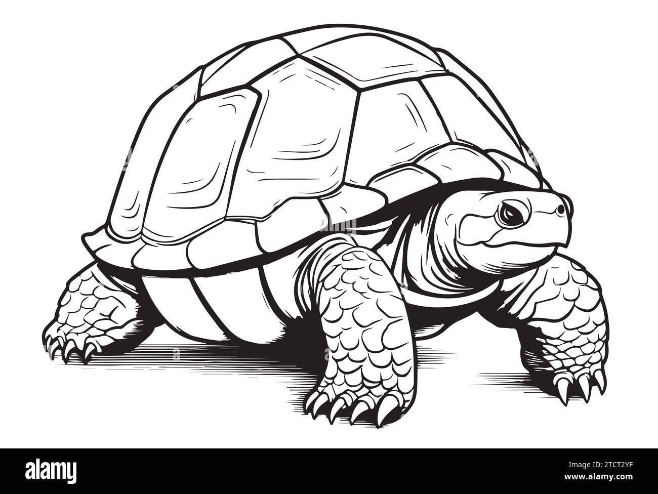 Desert Tortoise hand drawing vector illustration isolated on white