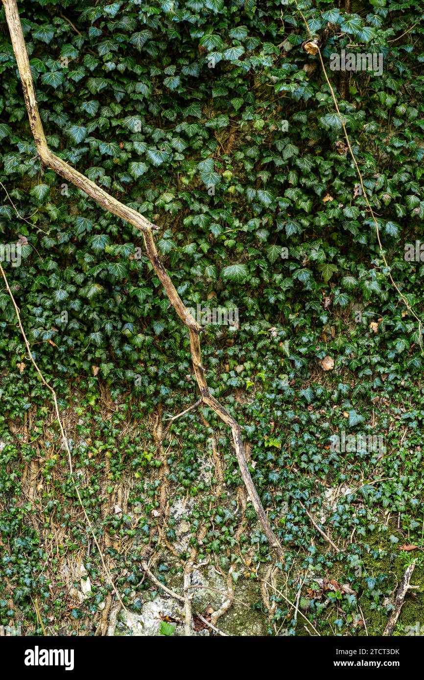 Ivy climbing wildly up a tree, natural background. Stock Photo