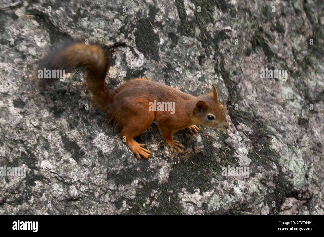Close-up of a squirrel in the forest Stock Photo