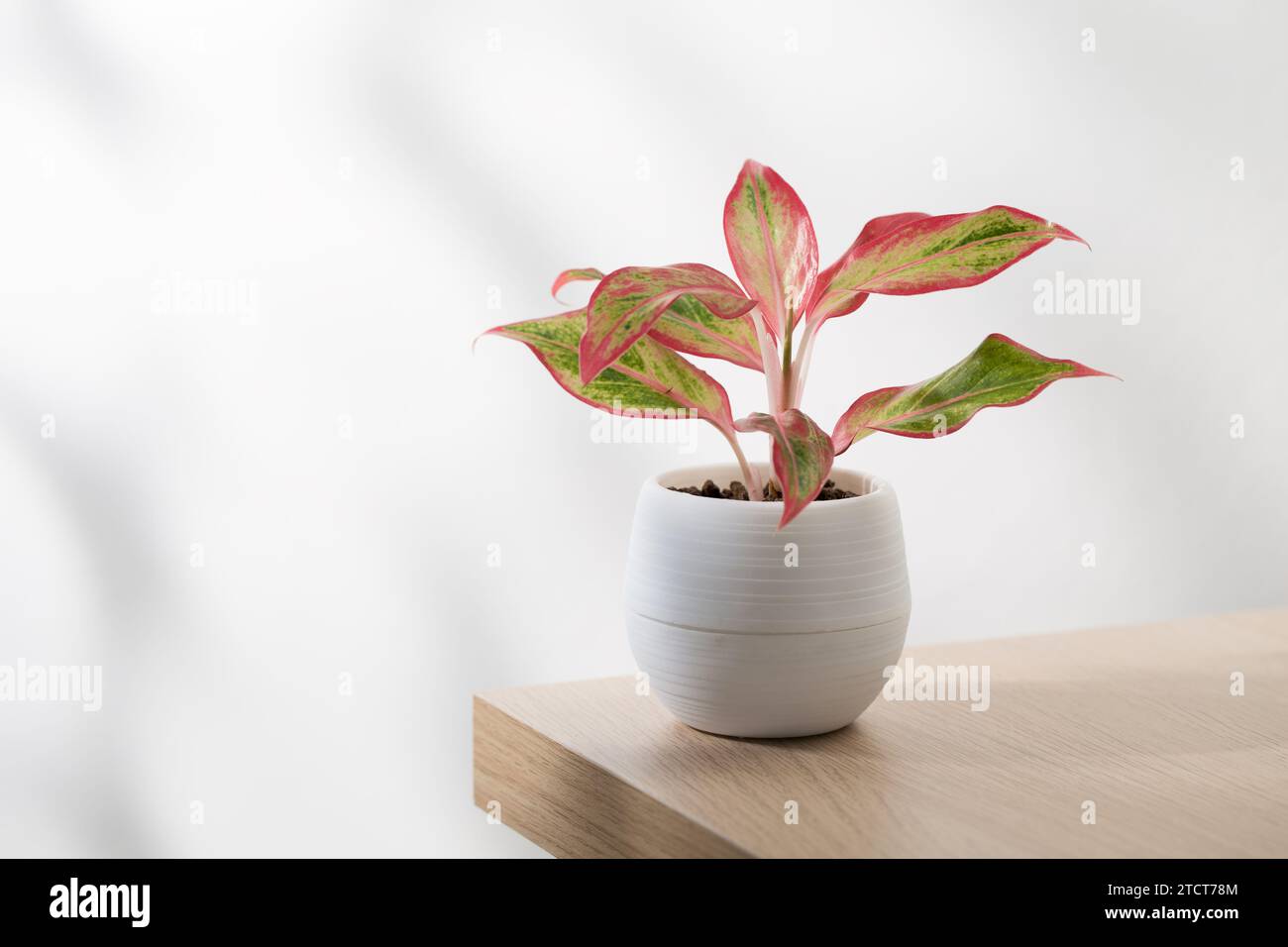 Small red aglaonema chinese evergreen (Aglaonema creta) in white plastic pot. Stock Photo