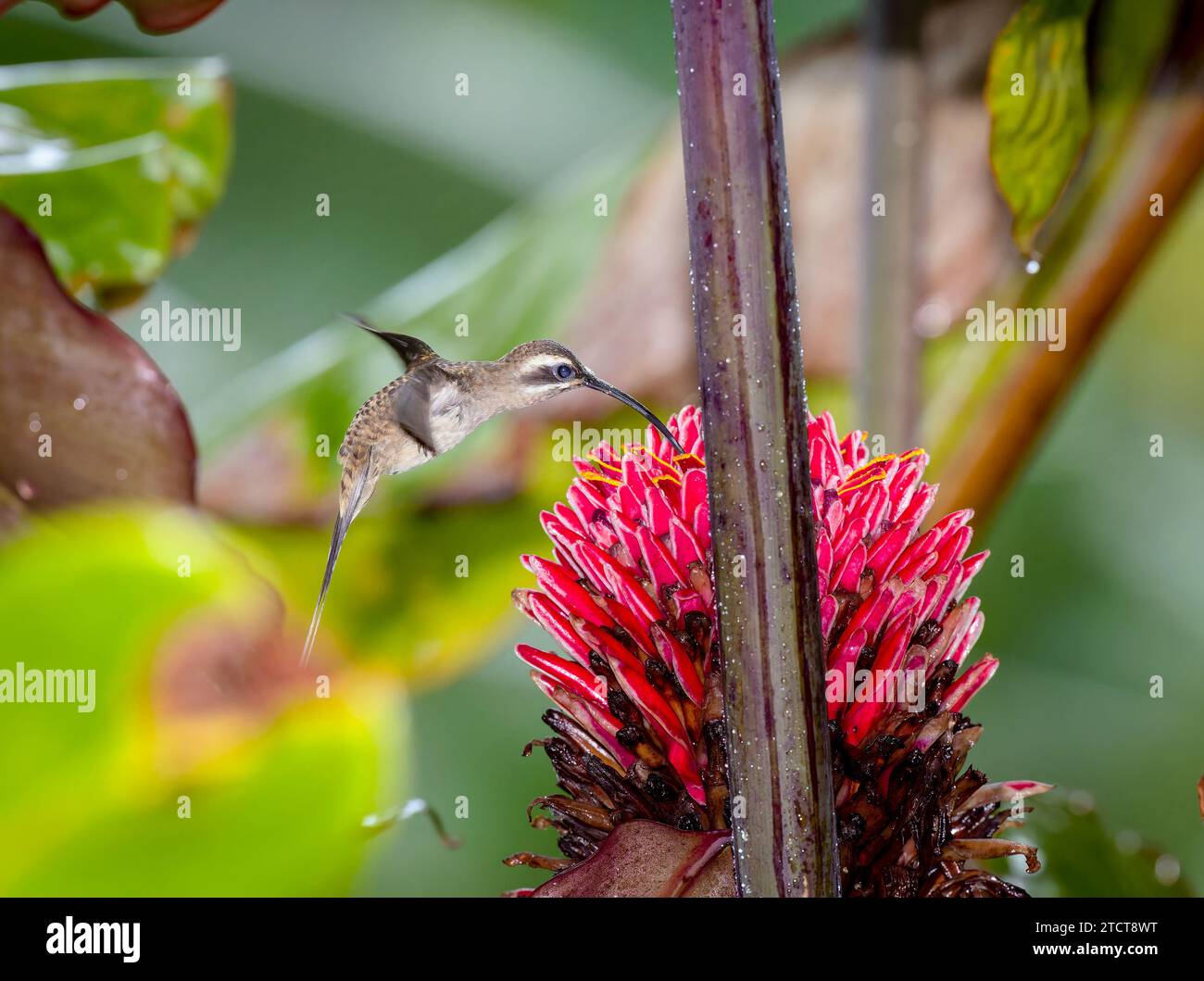 Long tailed hermit hummingbird hovering, Jaco, Costa Rica Stock Photo