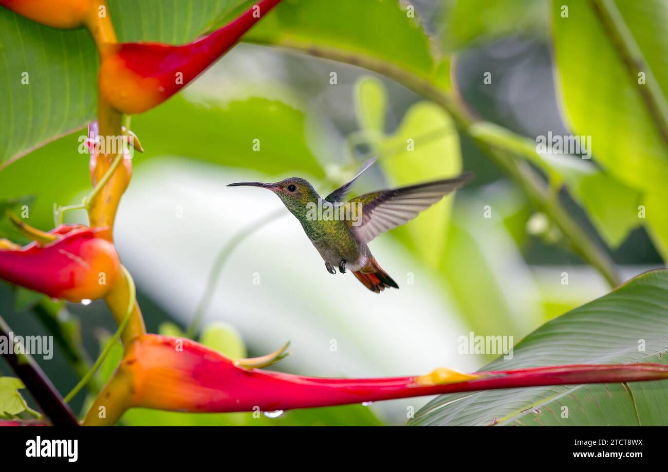 Rufus-tailed humming birds feeding, Jace, Costa Rica Stock Photo