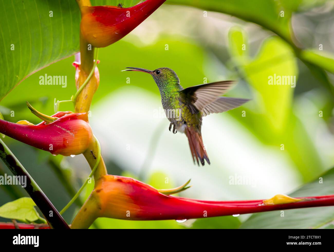 Rufus-tailed humming birds feeding, Jace, Costa Rica Stock Photo