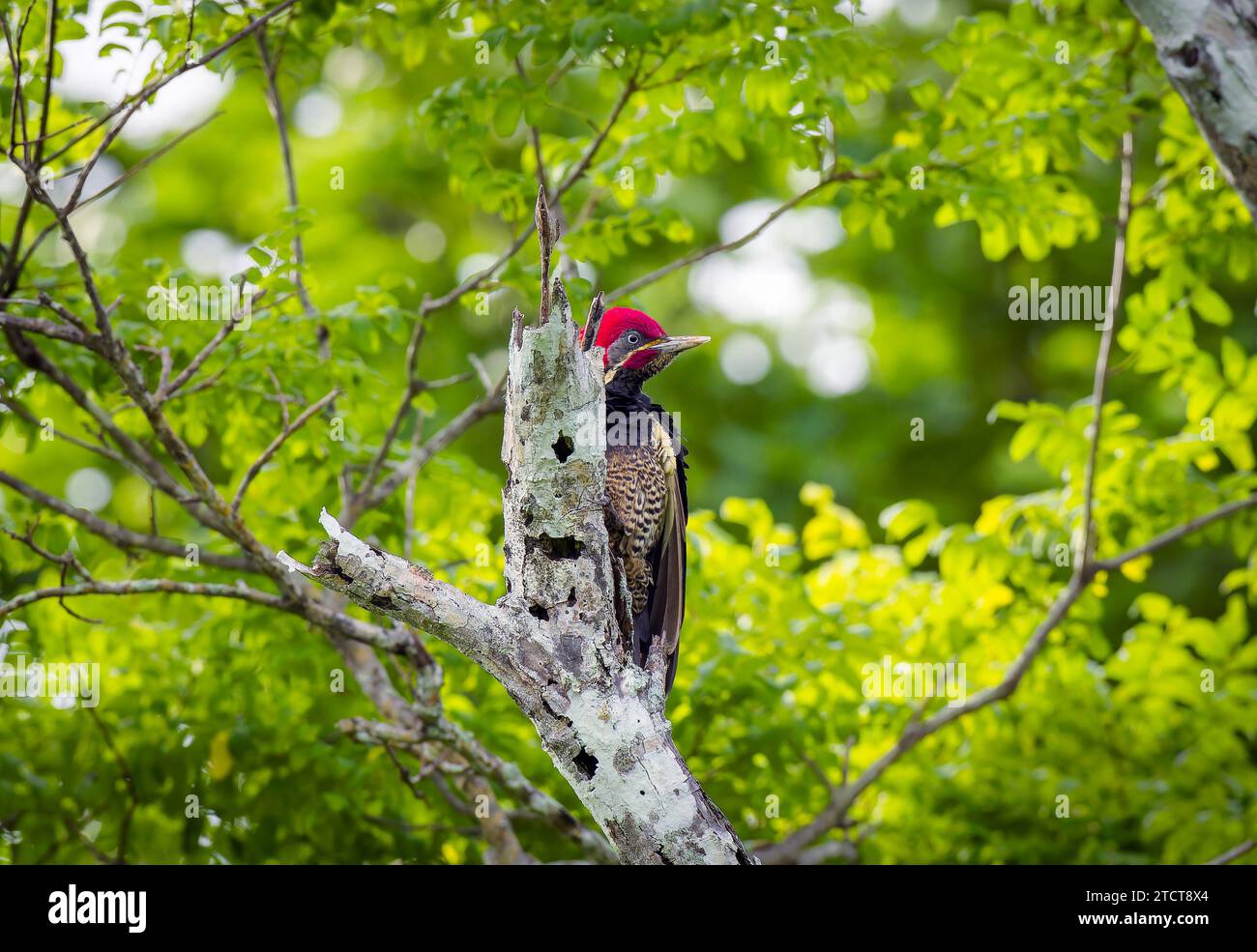 Lineated woodpecker on dead stump, Costa Rica Stock Photo