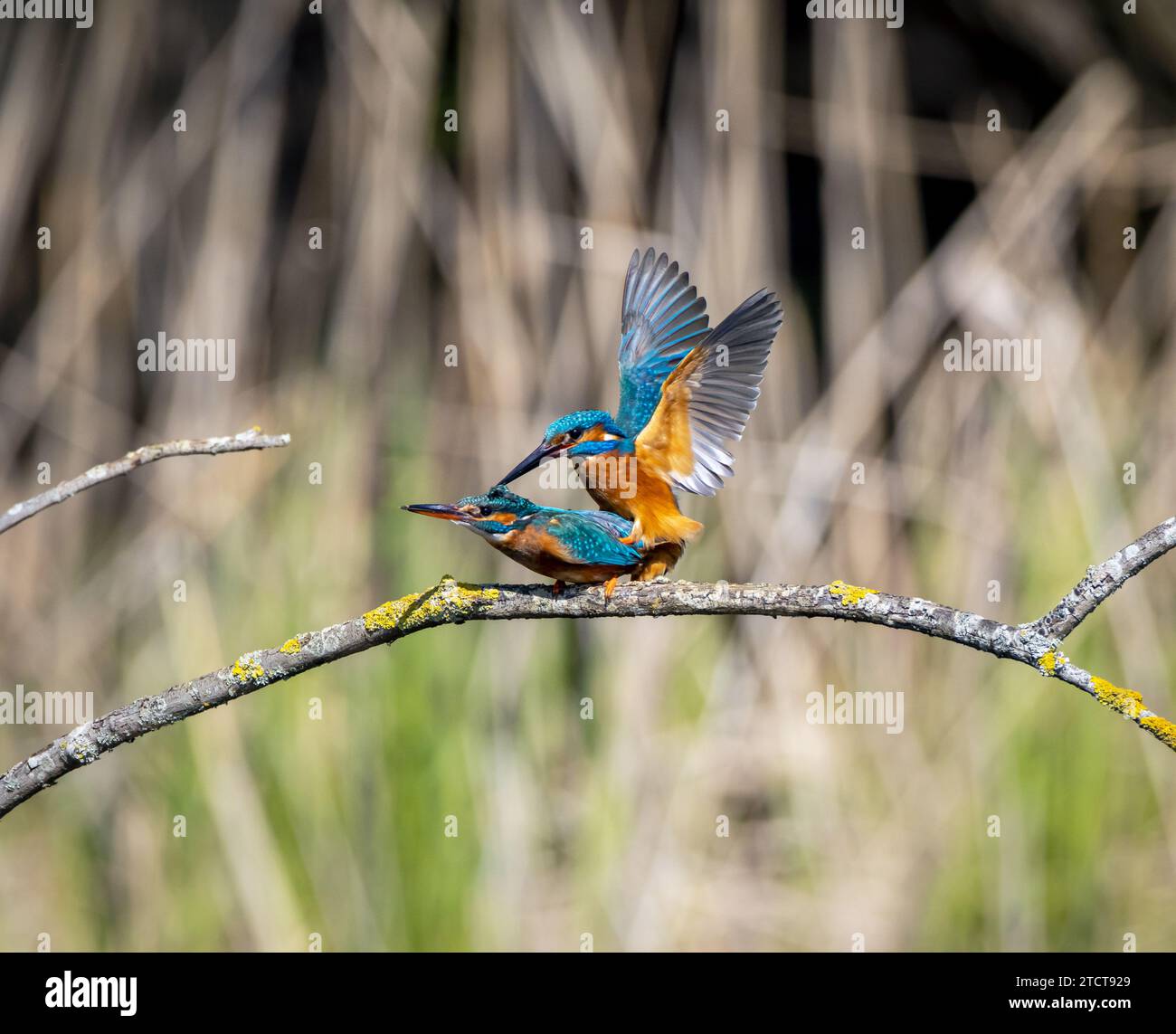 Kingfisher mating uk hi-res stock photography and images - Alamy