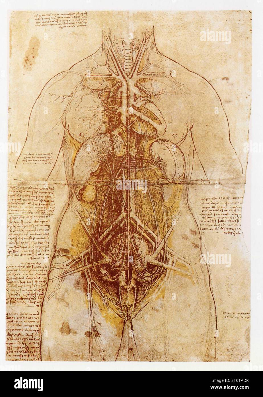 Leonardo da Vinci.1452-1519.Anatomie du corps humain. Stock Photo