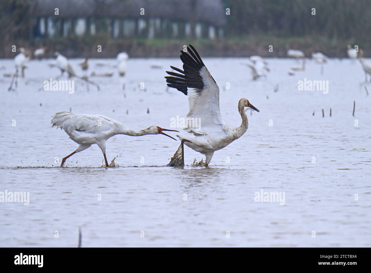 NANCHANG, CHINA - DECEMBER 13, 2023 - Siberian White Cranes forage at Nanchang Five-star White Crane Reserve by the bank of Poyang Lake in Nanchang, J Stock Photo