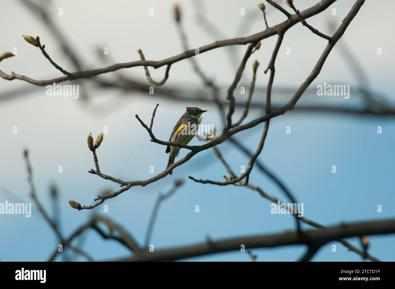 Yellow-Rumped (Myrtle) Warbler perched high up on a tree branch Stock Photo
