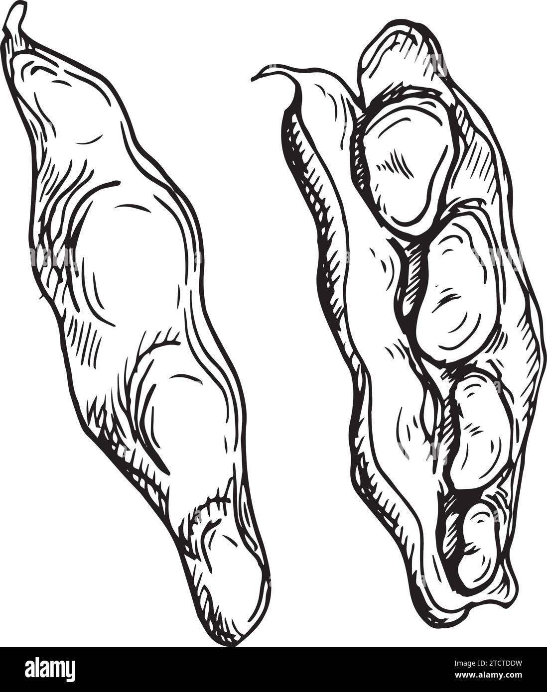 Kidney beans vector illustration isolated on white. Green beans pod ink hand drawn. Soy beans