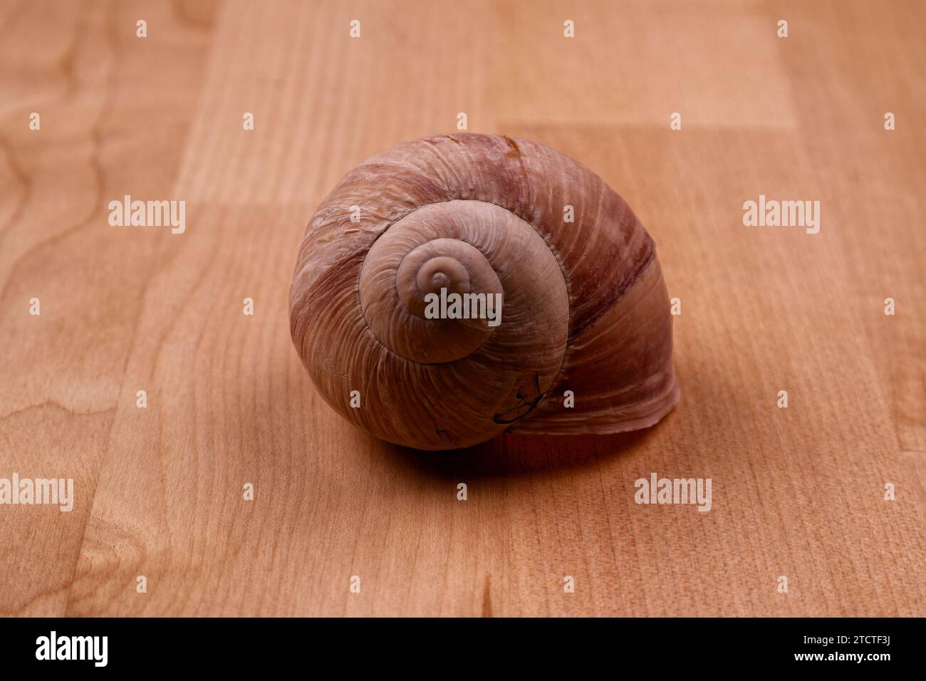a shimmering snail shell lying on a wooden table, close up image Stock Photo