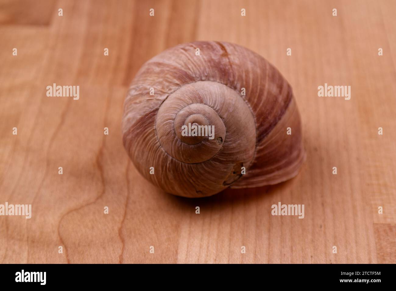 a shimmering snail shell lying on a wooden table, close up image Stock Photo