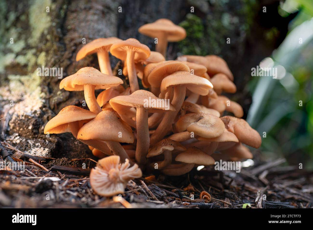 The Ringless Honey Mushroom, Desarmillaria caespitosa, is a beautiful fungus but also a deadly pathogen that infects the tree it's growing on. Stock Photo