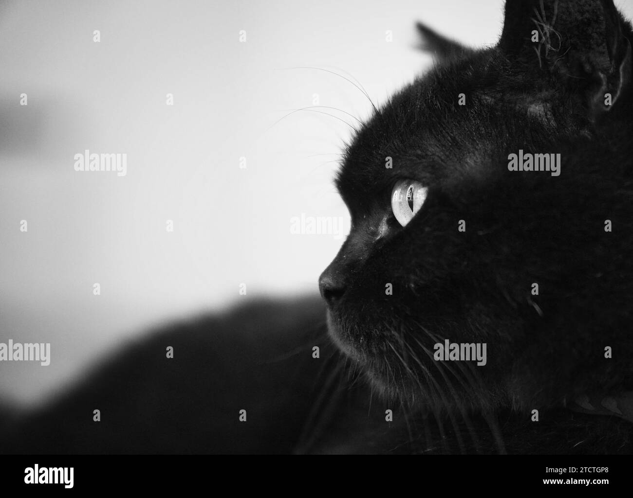 face-animals-black-and-white-stock-photos-images-alamy