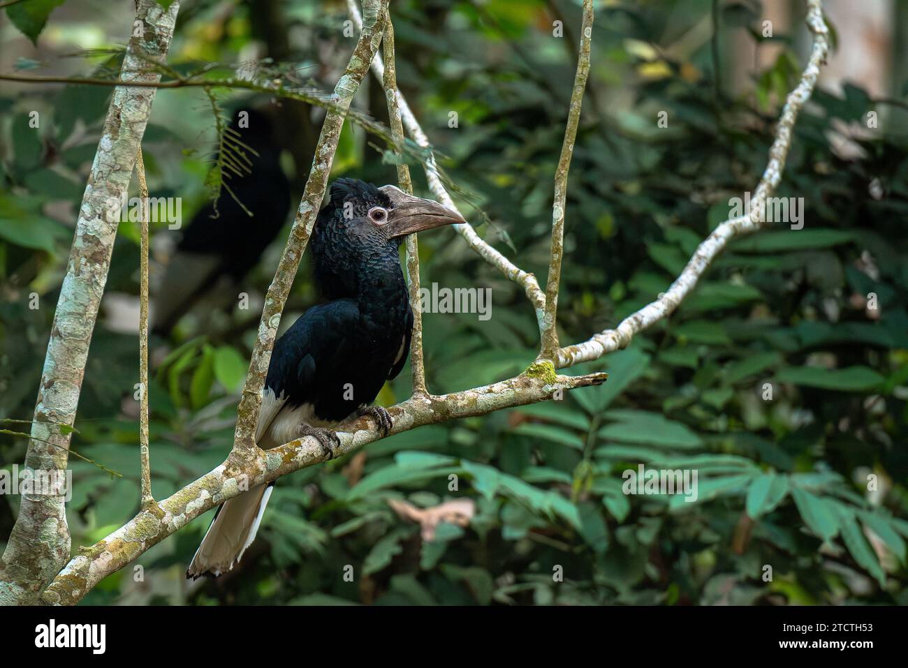 Black and white casqued hornbill at Royal Mile, Budongo forest, Uganda Stock Photo