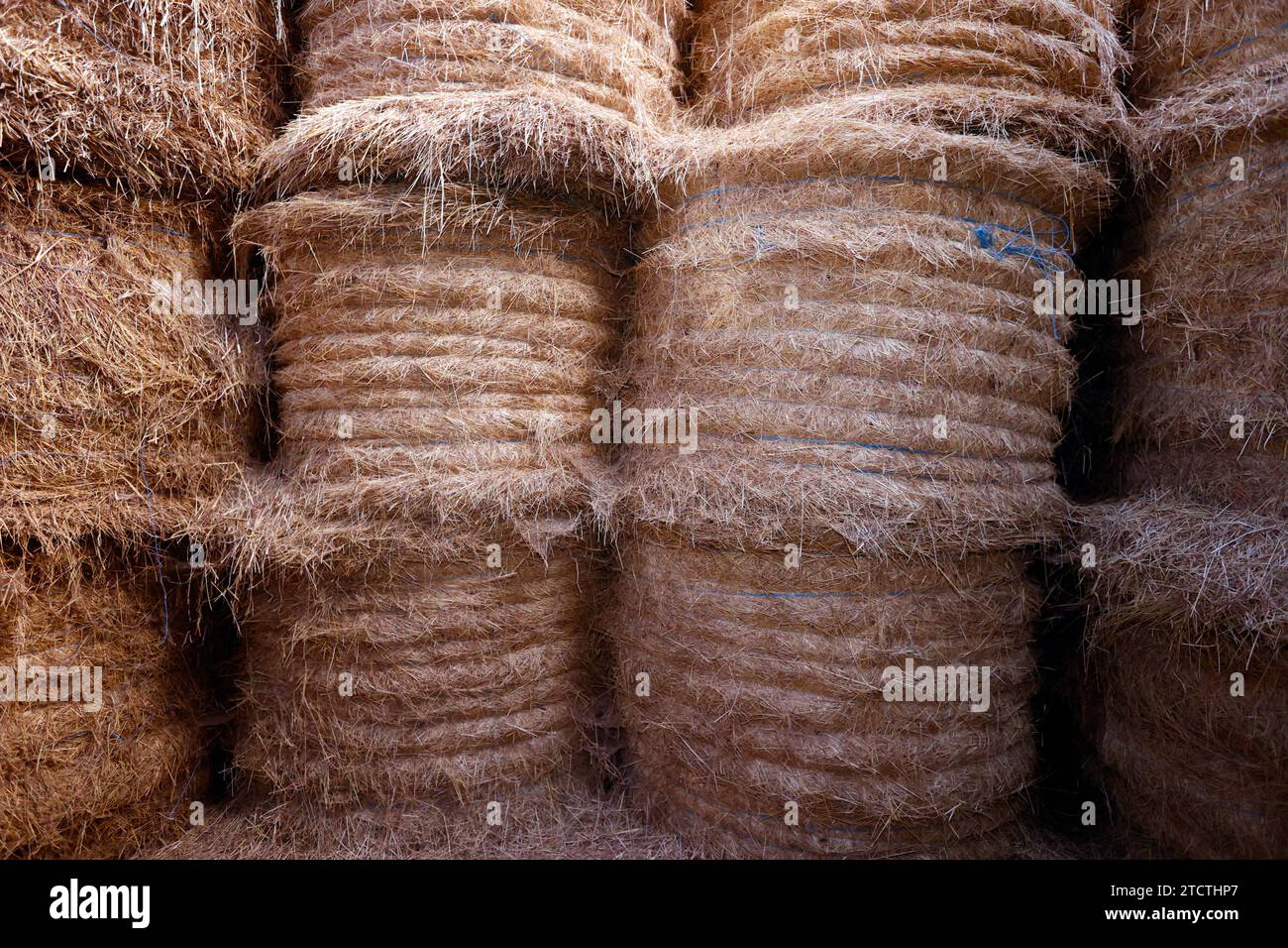 Stacked round yellow hay bales tightly bound in a farm. Stock Photo