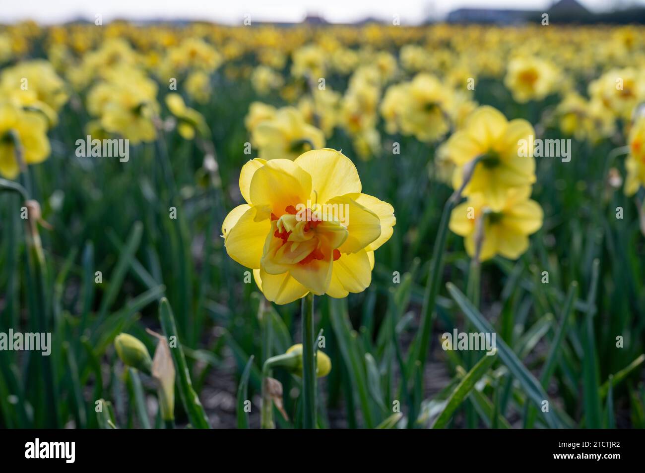 Dutch spring, colorful yellow daffodils flowers in blossom on farm ...