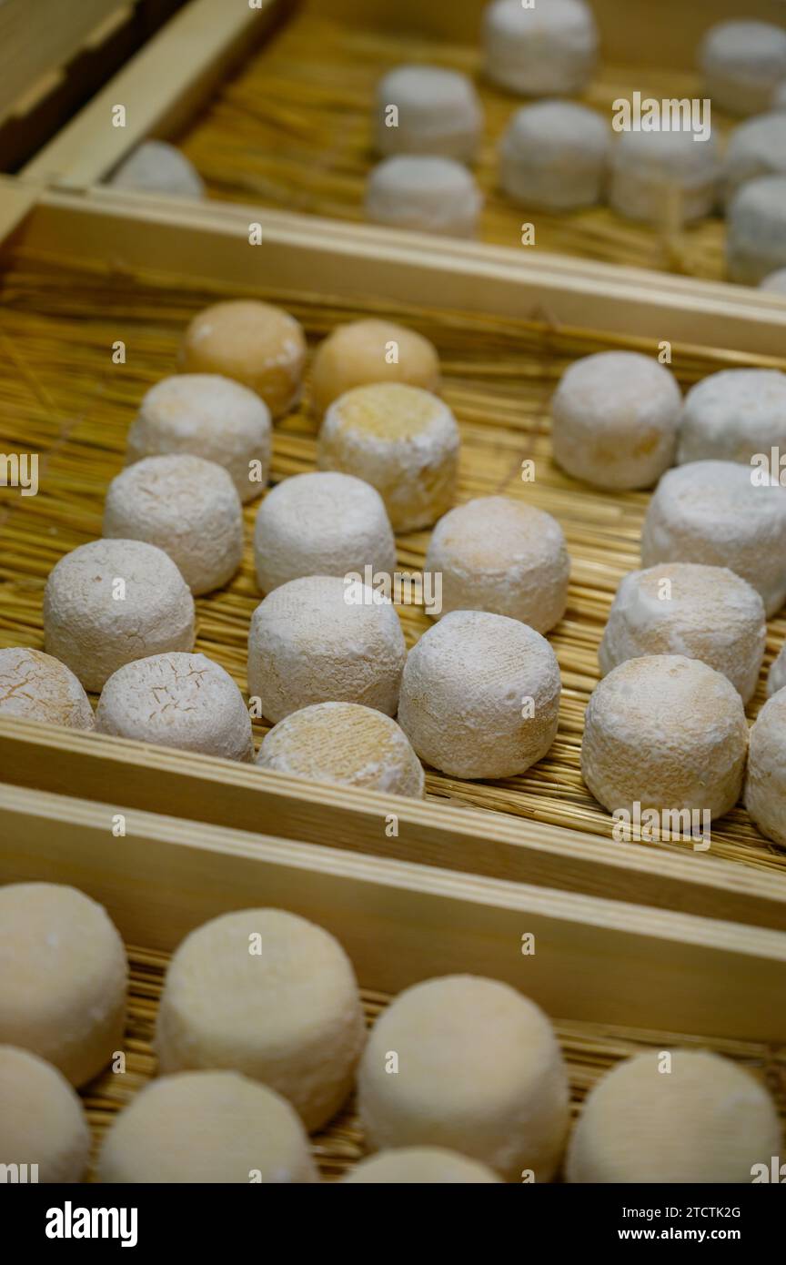 Cheese collection, soft goat French cheese with mold crottin de