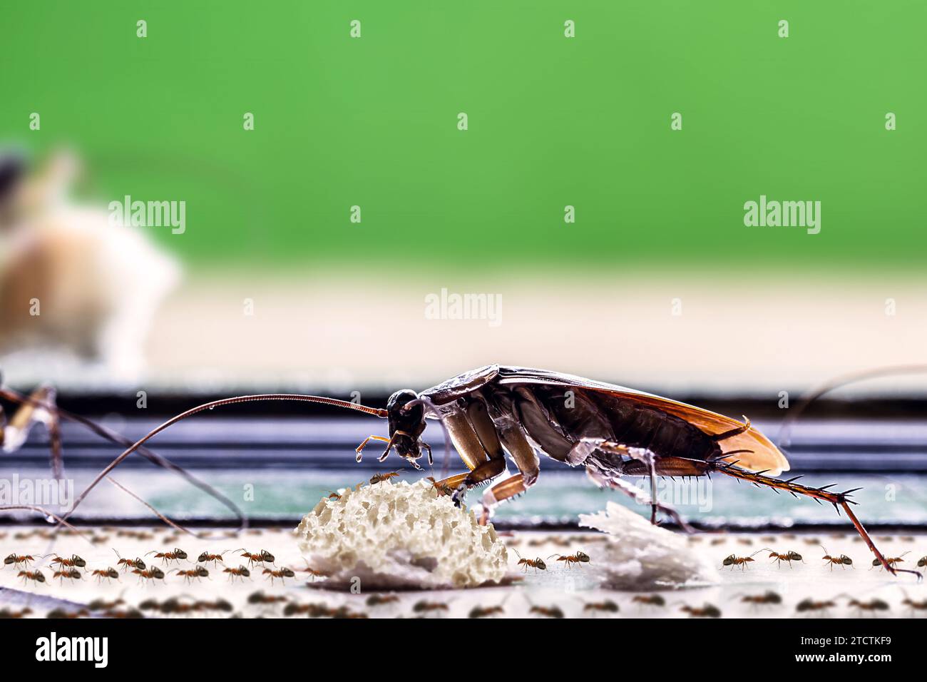 American cockroach eating crumbs on the dirty floor with lots of ants