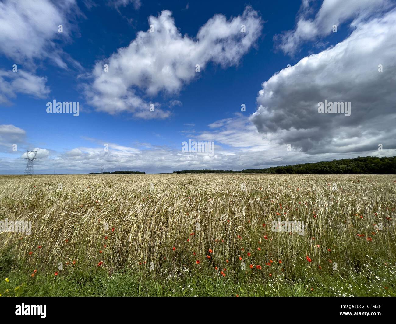 Wheat field with poppies in Eure, France Stock Photo