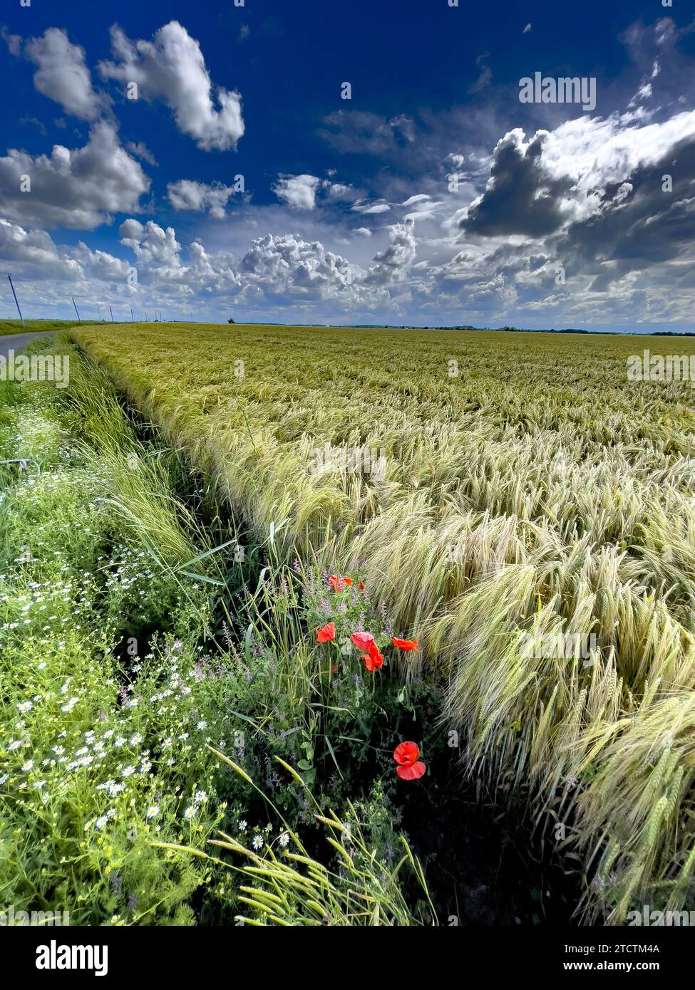 Poppies and field under a cloudy sky in Eure, France Stock Photo