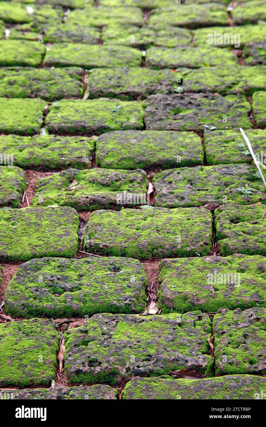 Old paving stones covered with green moss texture. Stock Photo