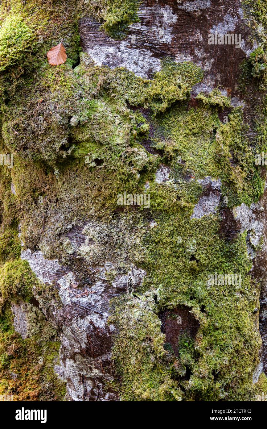 Fagus. Lichen and moss on an autumn beech tree trunk. Scotland Stock Photo