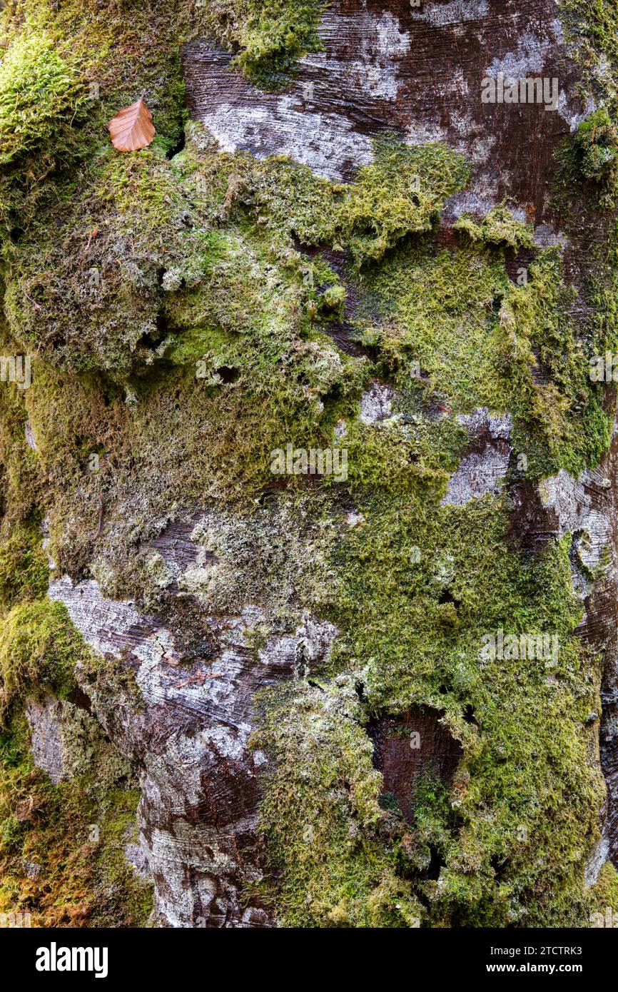 Tree trunk moss lichen hi-res stock photography and images - Alamy