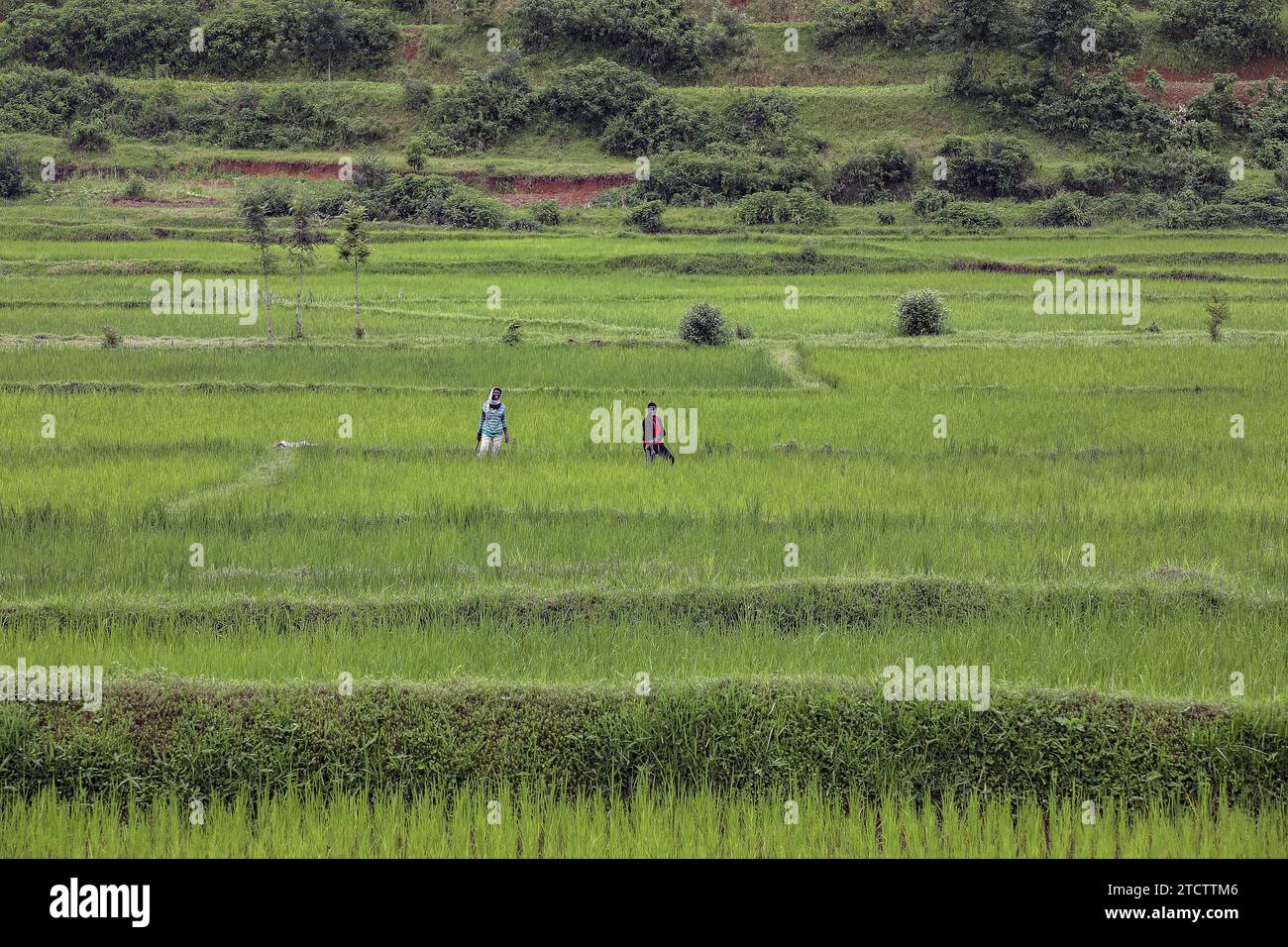 Farmers in rwanda hi-res stock photography and images - Alamy