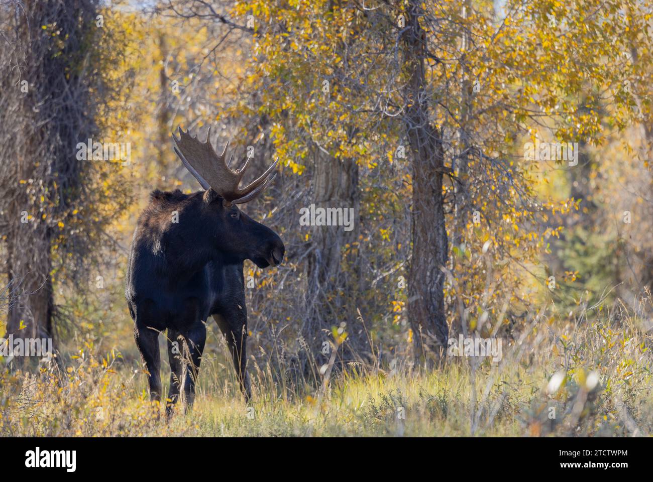 Bull Shiras Moose in Wyoming During the Rut in Autumn Stock Photo - Alamy