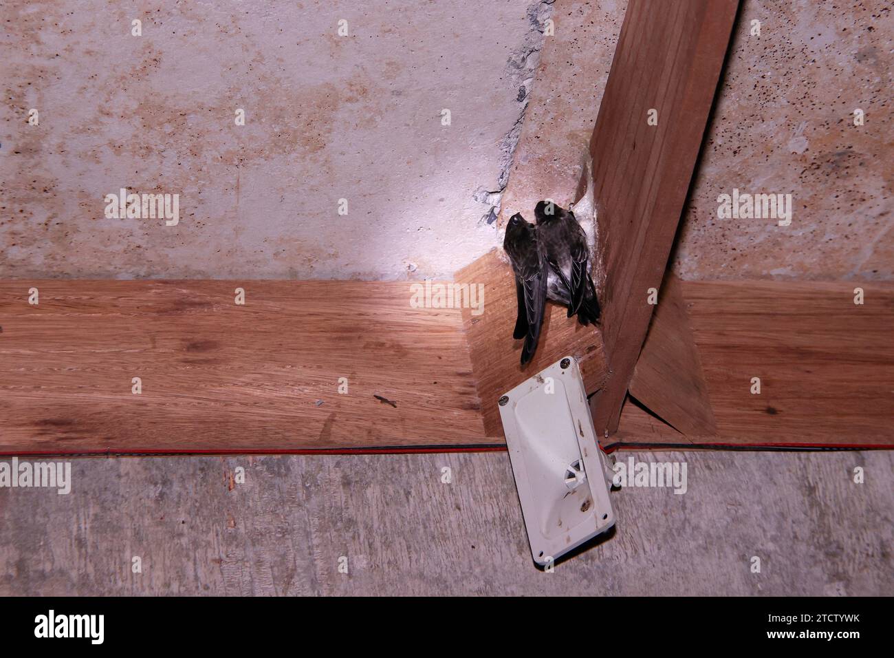 Swiftlet houses use to farm and harvest edible bird nests, to make bird