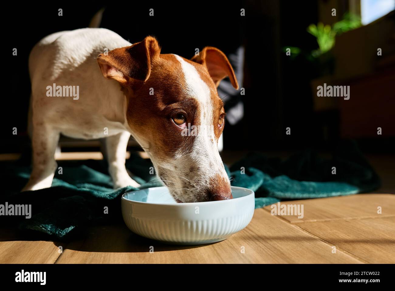 Crunchie the Jack Russell Terrier - Dogs On Camera