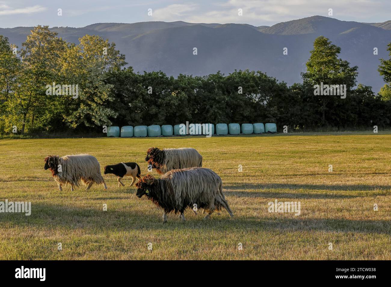 Cattle near Istog, Kosovo Stock Photo - Alamy