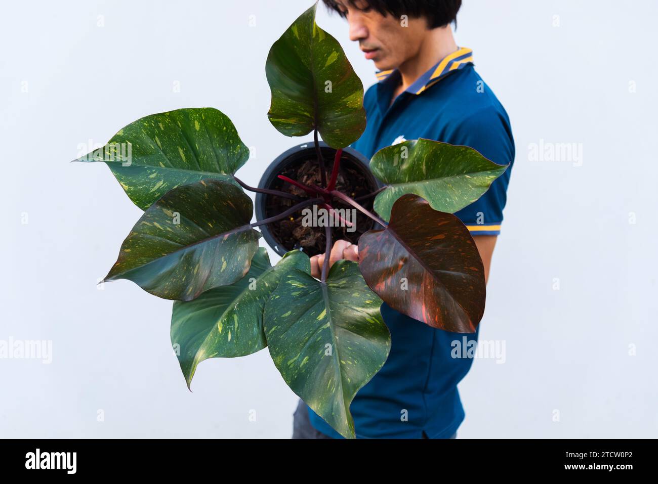 Philodendron orange princess hi-res stock photography and images - Alamy