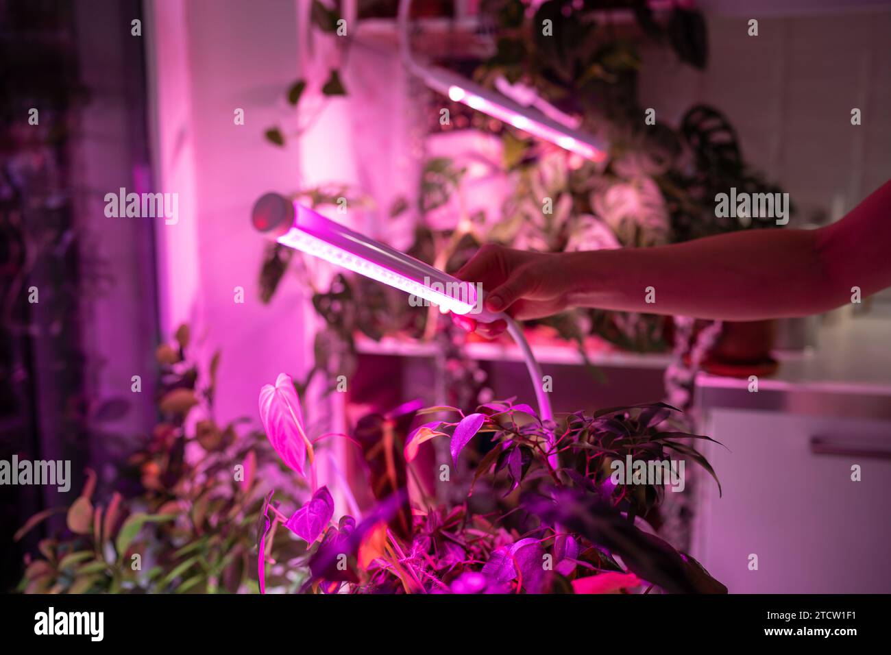Female installing LED purple pink lamp for supplementary lighting of indoor plant in winter at