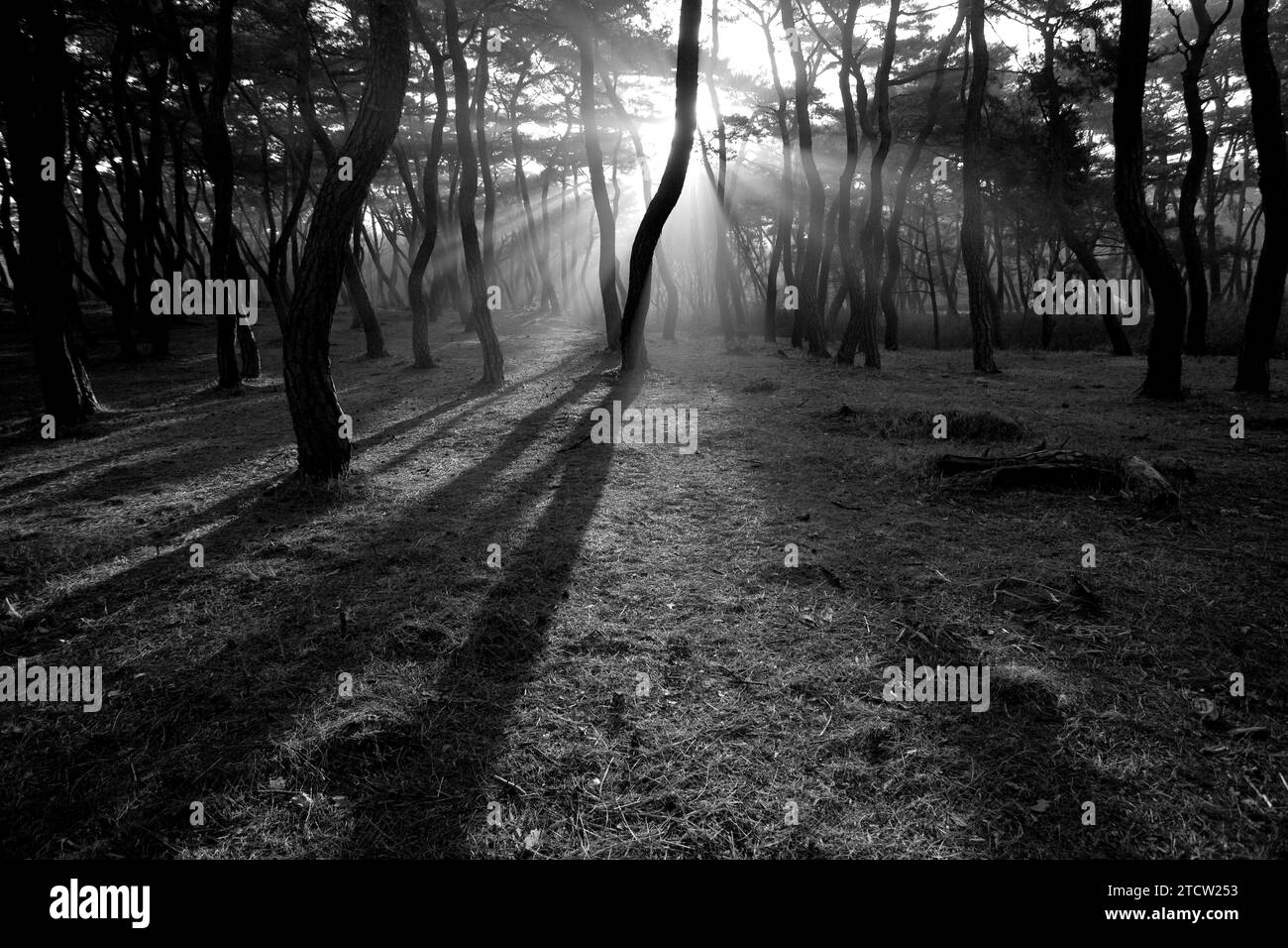 Korean pine trees Black and White Stock Photos & Images Alamy