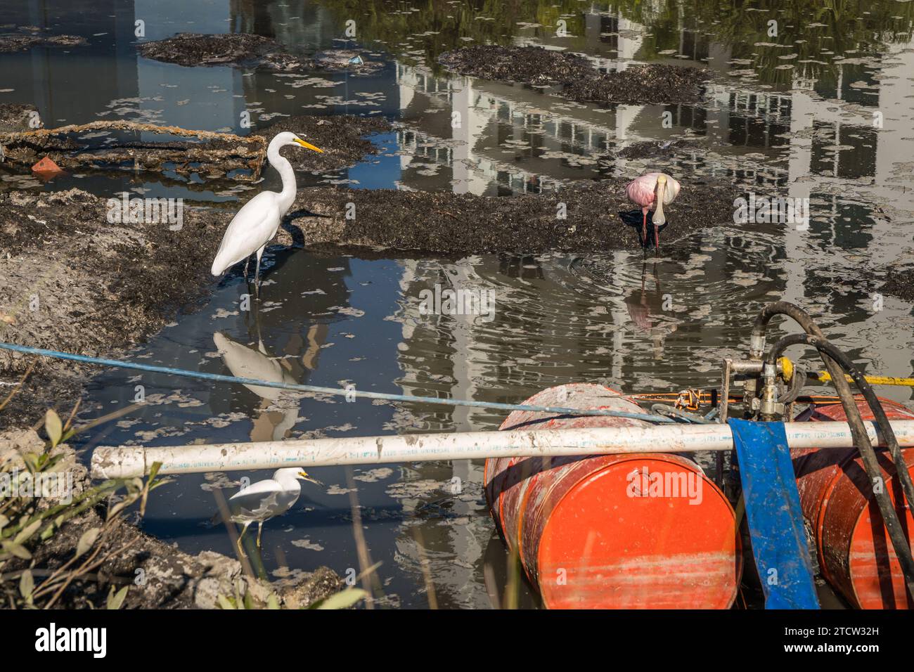 Birds in small polluted pond as real estate development encroaches on their habitat. Stock Photo