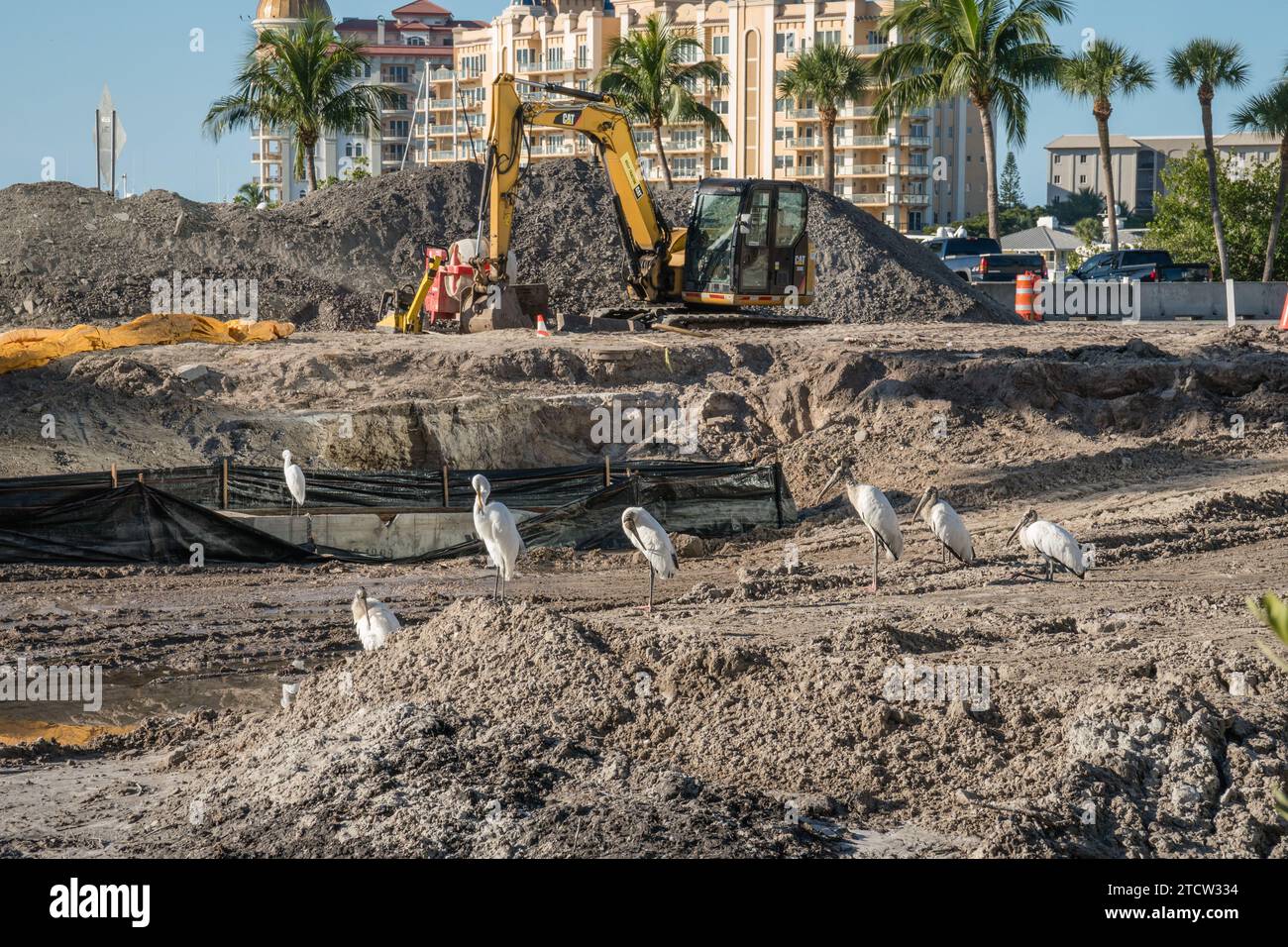 Birds in small polluted pond as real estate development encroaches on their habitat. Stock Photo